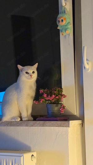 Wunderschöne Britisch Kurzhaar Katze, 2 Jahre, weiblich