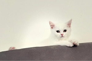 Süßer 3 Monate alter Kater   BKH Perser Mix
