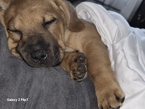 shar- pei 