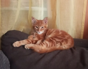 Main coon Babys