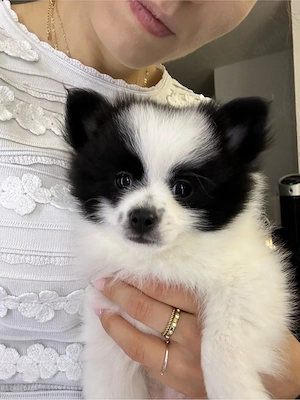 Pomchi Welpen ab Mitte September in liebevolle Hände abzugeben! Bild 4