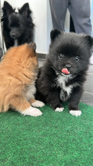 Pomchi Welpen ab Mitte September in liebevolle Hände abzugeben! Bild 5