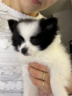 Pomchi Welpen ab Mitte September in liebevolle Hände abzugeben!