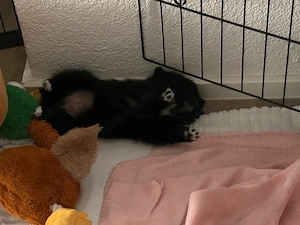 Pomchi Welpen ab Mitte September in liebevolle Hände abzugeben! Bild 2