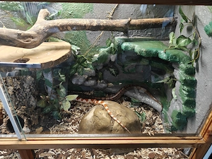 Kornnattern und Terrarium