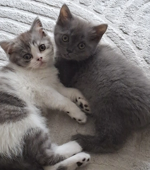 BKH Kitten