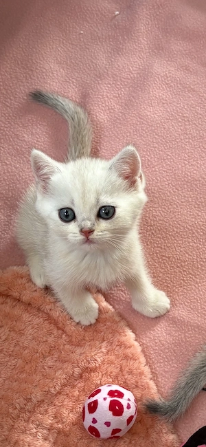 britisch Kurzhaar Kitten