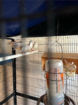 kanarivogel