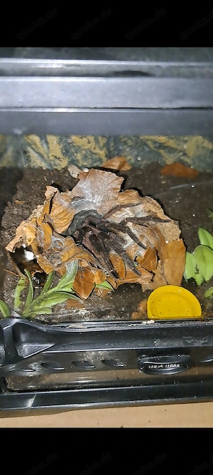 1.0 Ephebopus cyanognathus Bild 1