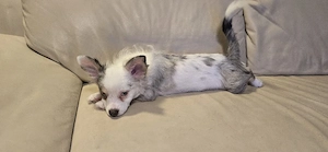 Pomchi Rüde mit Handicap ohne Einschränkung  Bild 10