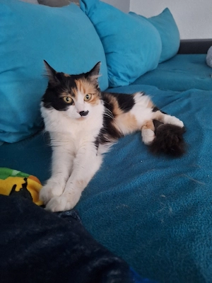 suche deckkater bald 