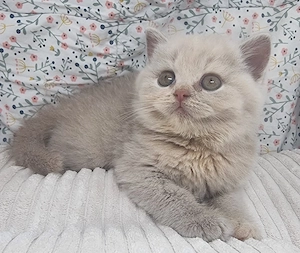 Wunderschöne British Shorthair Kitten aus liebevoller Hobbyzucht