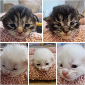 Maine Coon Kitten 