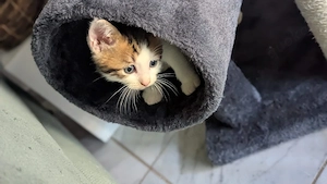 Kitten Katze 