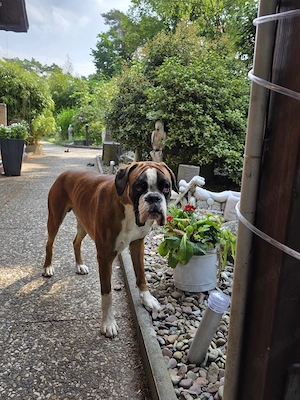 Boxer  Rüde