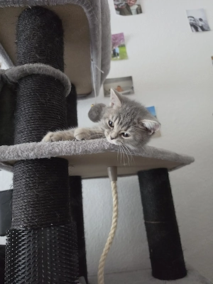 BKH Katze Abgabebereit