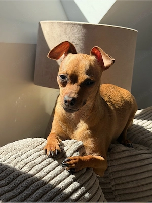 Chihuahua   Pinscher Rüde abzugeben
