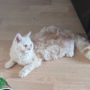 Kleiner lockenkater Georgy sucht seine Herzensfamilie Herzensfamilie 