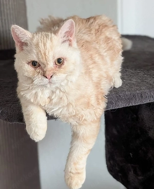 Kleiner lockenkater Georgy sucht seine Herzensfamilie Herzensfamilie 