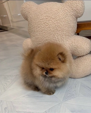 Typvolle Pomeranian-Zwergspitz-Welpen!