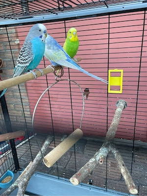 3Wellensitiche in liebevolle Hände abzugeben.