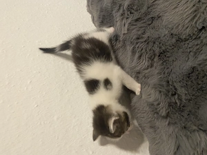 Bkh  Ekh mix Kitten 