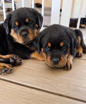 Süsse Rottweiler Welpen