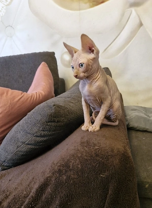 Canadia sphinx Kitten