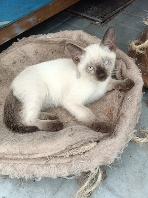Siam Kitten