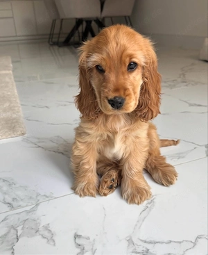 Charming Cocker Spaniel Welpen