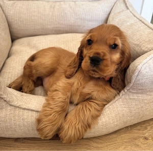 Wunderschöne Cocker Spaniel Welpen!
