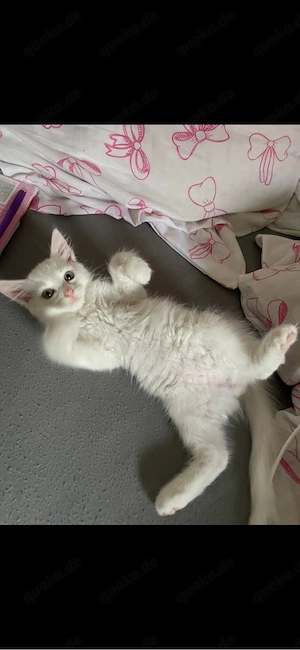 baby katze