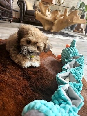 Hava-Apso-Rüde 