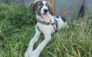 Greta sucht ihr Zuhause