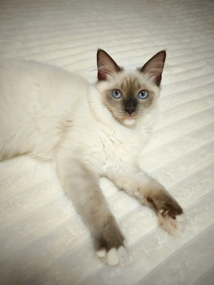 Ragdoll reinrassige Luxus Kätzchen mit Blaue Augen - sofort abgabebereit