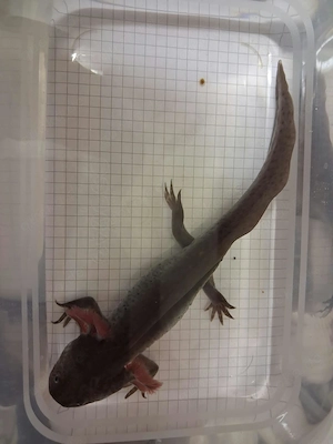 Schwarze Axolotl-Schönheit mit Biss abzugeben