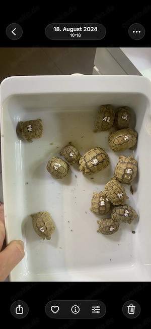Testudo kleinmanni ägyptische Landschildkröte 