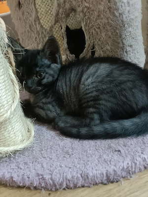 BKH Siam Kitten