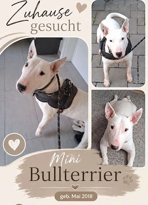 Boomer,Mini Bullterrier sucht ganz dringend ein Zuhause!!