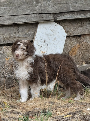 Aussiedoodle