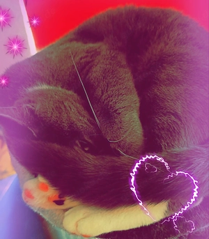 Katze sucht kuschel Familie   !
