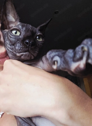 Sphynx Junge, 4 Monate alt   liebevolles Zuhause gesucht