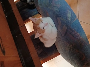 Kitten Abzugeben sind jetz 11 wochen 
