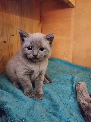 Russisch blau x BKH Blue Point Kater aus Hobbyzucht ende Oktober abzugeben