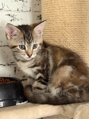 Wunderschöne Maine Coon  BKH kitten suchen ihre Familie