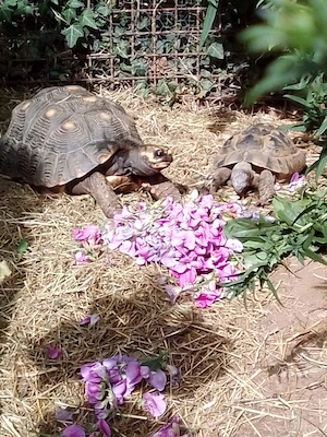 Landschildkröten-Nachzuchten sowie auch adulte Tiere nur in gute Hände abzugeben