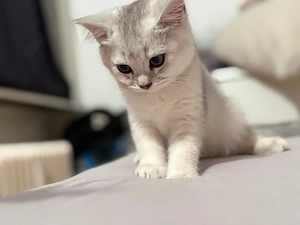 Süße Kitten abzugeben   