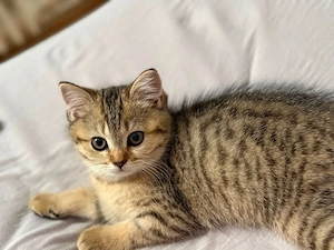 Süßes Kitten sucht Zuhause