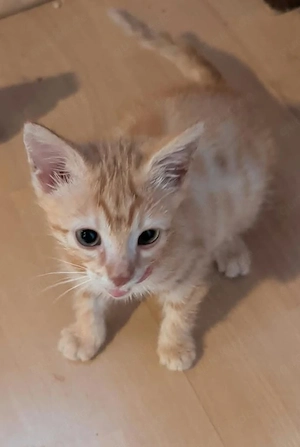 EKH Katze 