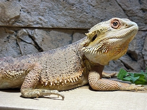 Bartagame (Männchen) sucht neues Zuhause 
